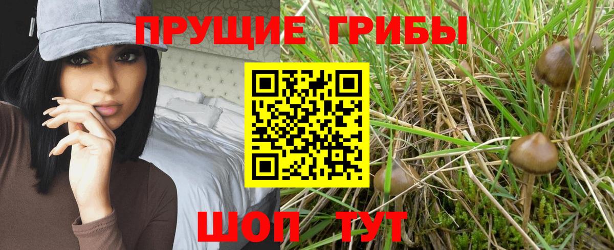 Псилоцибиновые грибы Psilocybine cubensis Гурьевск